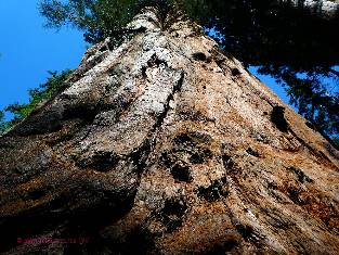 sequoia-2019-day0-8  shaggy Sequoia w.jpg (641791 bytes)